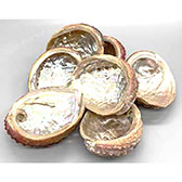 3-4" Abalone Shell incense burner