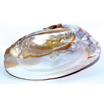 6" Shell incense Burner