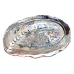 4" Abalone Shell incense burner (limited quanity)