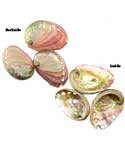 2" - 3" Abalone Shell incense burner