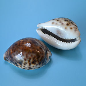 2-3" Tiger Cowrie Shell polished