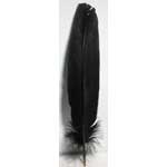 (set of 10) Black feather 12"