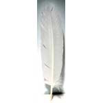 (set of 10) White feather 12"
