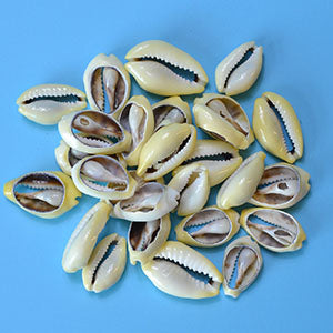 (set of 400) .5-1" Moneta cut (1kg)