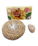 Patchouli Root